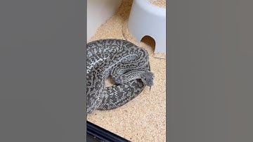 Stunning Axanthic Granite Carpet Python 🩶🖤 #carpetpythons #snake #reptiles #pets