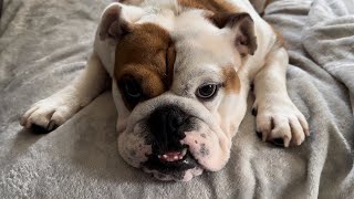 English Bulldog Wants Attention But Not In This Way! by Tia English Bulldog 603 views 7 months ago 44 seconds