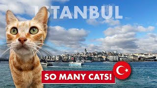 The Cats Of Istanbul