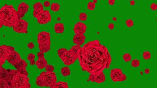 Rose flowers animation green screen video screenshot 5