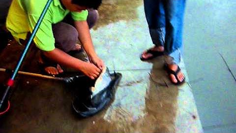 Câu cá tra - Lã Vọng - thegioicauca.com