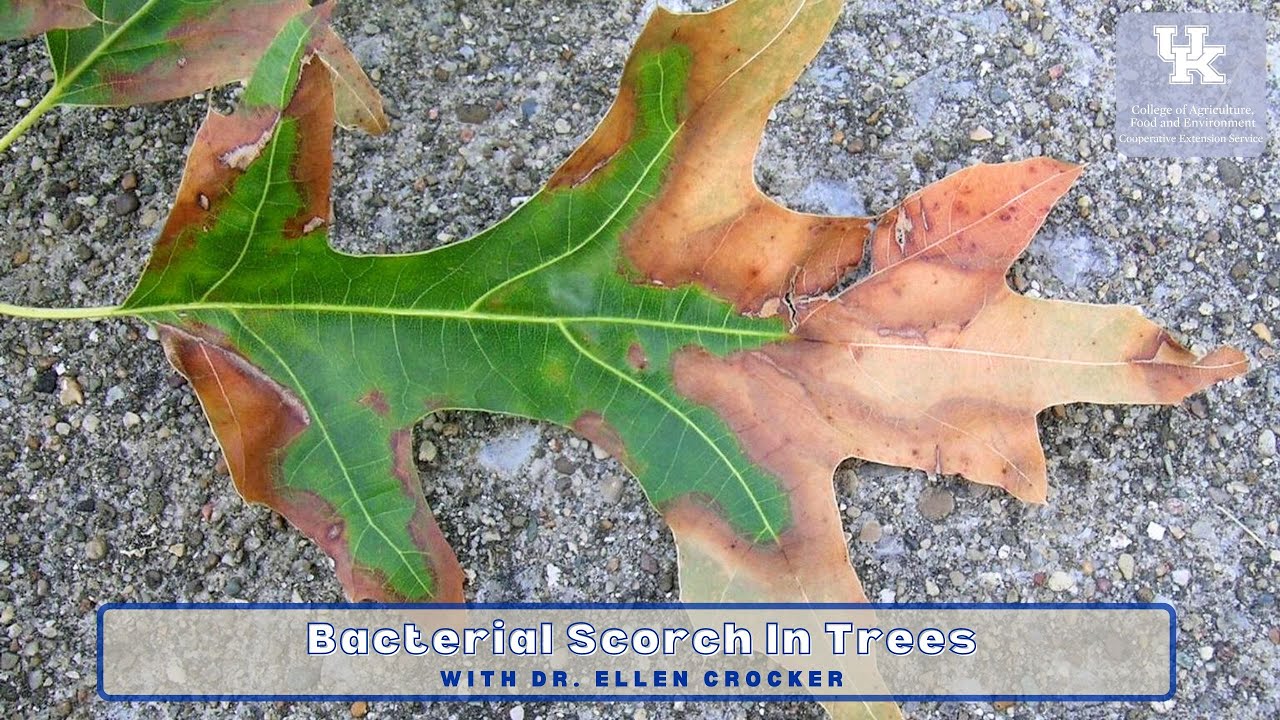 Bacterial Scorch in Trees