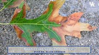 Bacterial Scorch in Trees