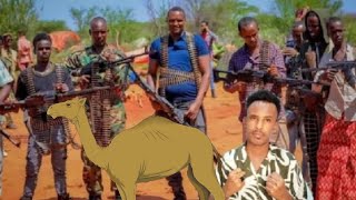 Habarjeclo Oo Huwantii Xasuuqday Geel 60 Kasoo Furatay Iyo Dulaan Weyn Somaliland Lala Rabo