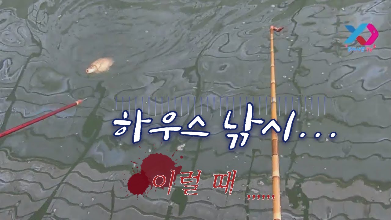 내림낚시 하우스 낚시 이럴 때...