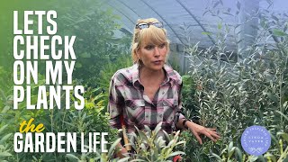 Lets Tour a Greenhouse and Check On My Plants!