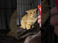 チャイさんの2年間。