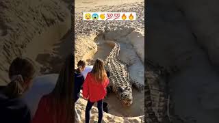 Respect🔥Buaya Terbesar Ada Di Laut #short #shorts #viral