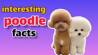 interesting poodle facts