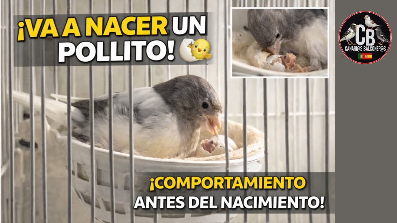 El comportamiento de la CANARIA justo antes de NACER el pollito-REACCION-eclosión HUEVO-cria 2026 