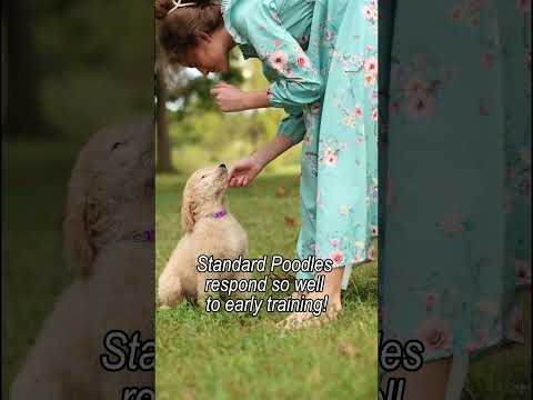Miss Purple, apricot standard poodle puppy, personality video