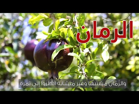 الرمان في الباحة