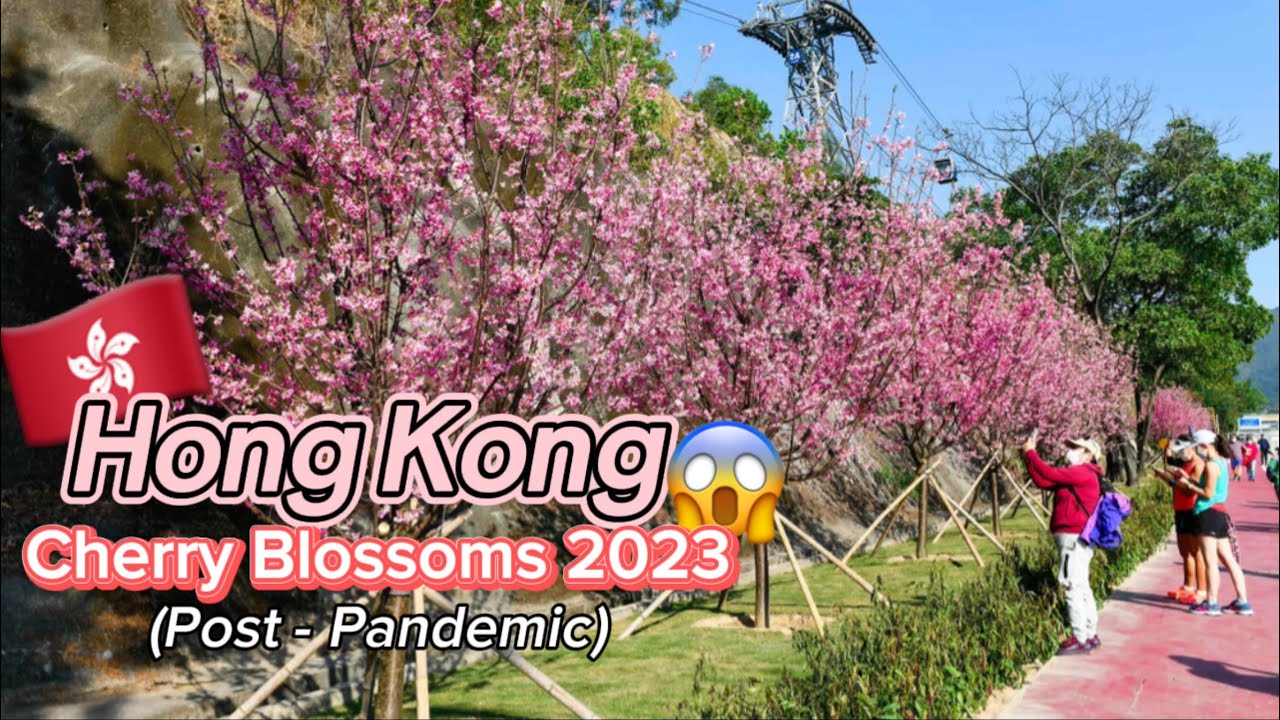 Where to see Cherry Blossoms in HK? - YouTube