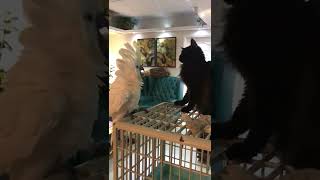 Don’t Keep a Cat … if you have Cockatoo