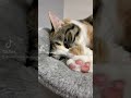 大丈夫そうで大丈夫じゃない、でもやっぱり大丈夫なネコ #shorts  #保護猫動画 #猫のいる暮らし #catlife #catsoftiktok #早見沙織 #胡蝶しのぶ