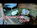 Влог // Деревенские будни