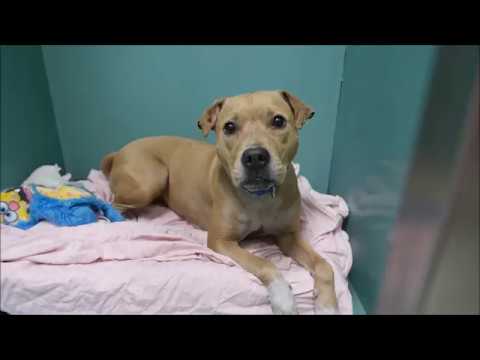 Lola - A1115888 - Brooklyn ACC camera iphone 8 plus apk