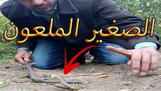 انقاذ احد المواطنين من الكوبرا التي كانت تس?