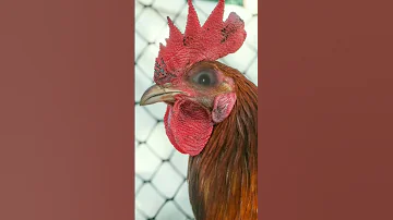 صوت الدجاجه 