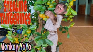 Monkey Baby YoYo is stealing grandfather's Tangerine