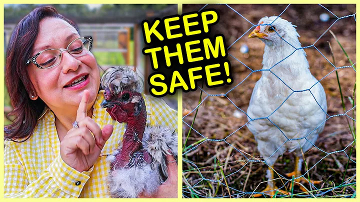 How to SAFELY Add Young Chickens to Your Existing Flock - DayDayNews