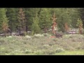 Black wolf vs. coyotes in Yellowstone