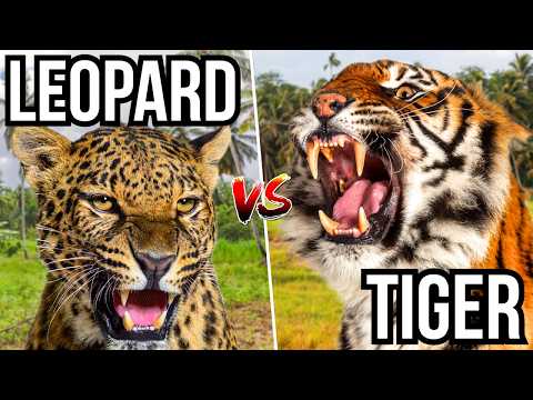 7 Cats That Hunt And Take Out Other Cats Cat Eat Cat World