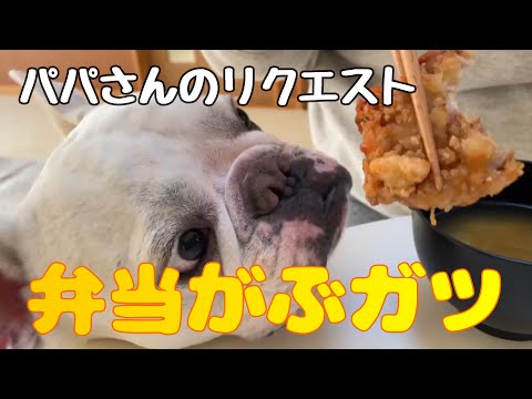 弁当がぶガツ!凄いボリュームだよ🐷🐷【フレンチブルドッグ】【Frenchbulldog】