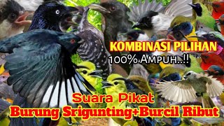 SUARA PIKAT BURUNG SRIGUNTING BURCIL RIBUT. BIKIN BURUNG LIAR MUDAH DATANG..