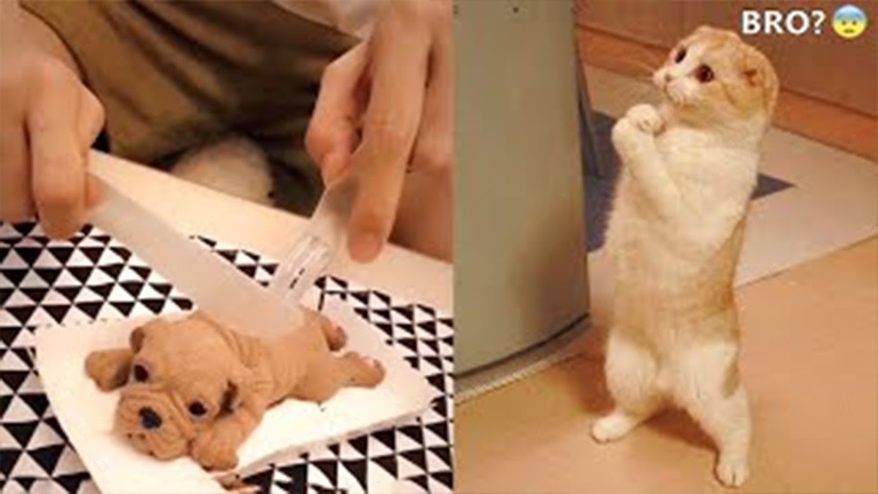 5 Minutes Funny Dogs And Cats Videos 😅 - Funniest Animals Videos 2023😇