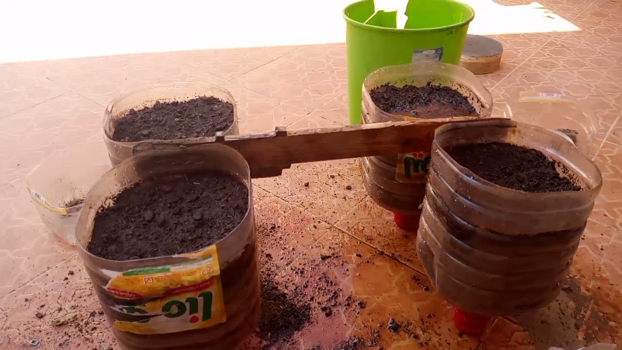 زراعة الطماطم والفلفل في القارورات المياه المعدنيه.