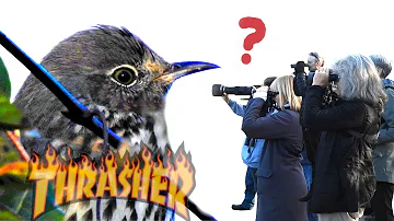 This Bird Shouldn't Be Here! - Sage Thrasher in Southern Ontario.