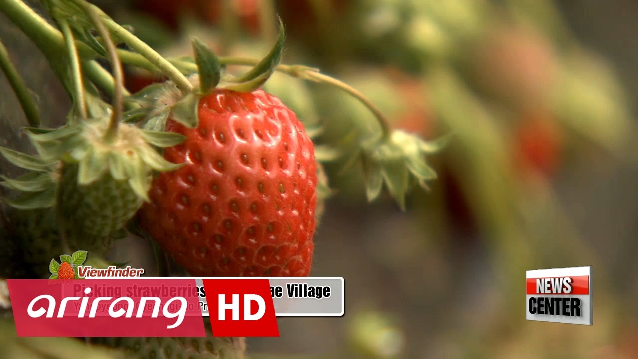 coreanito relleno [Viewfinder] Picking strawberries in Byeollae Village