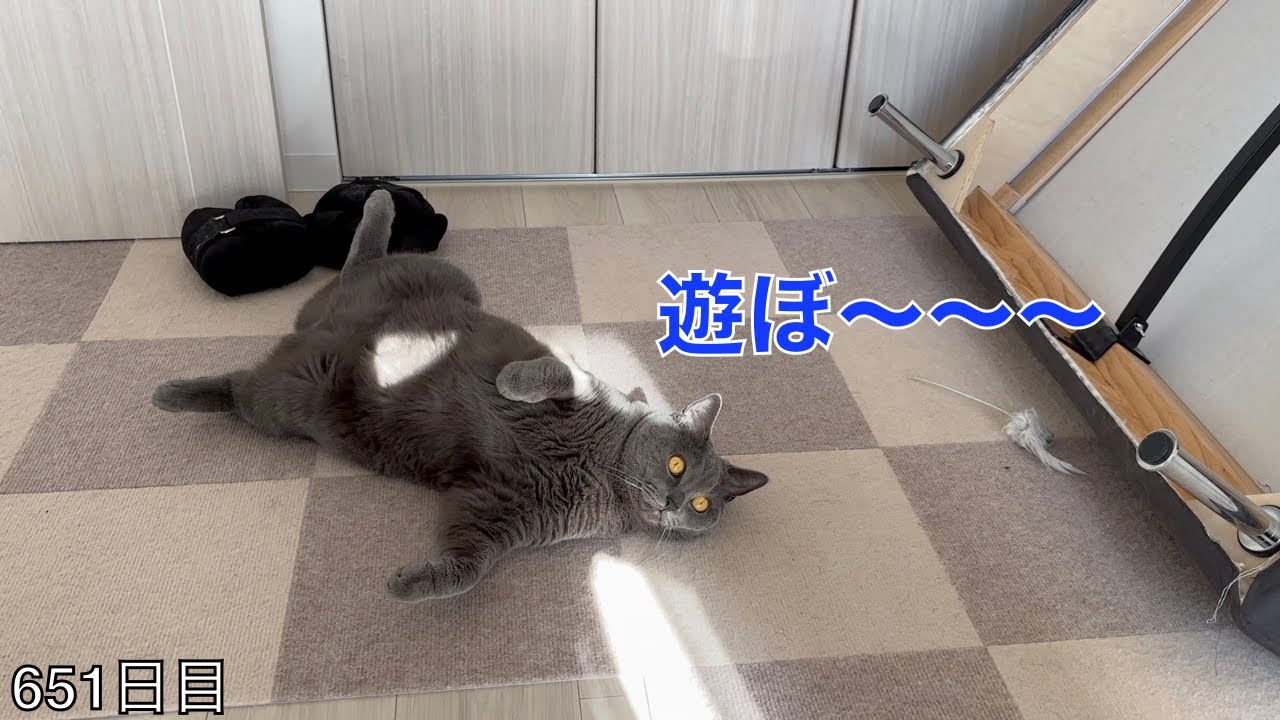 【スコ猫トト君】今日のトト君は構ってちゃん発動ですwww