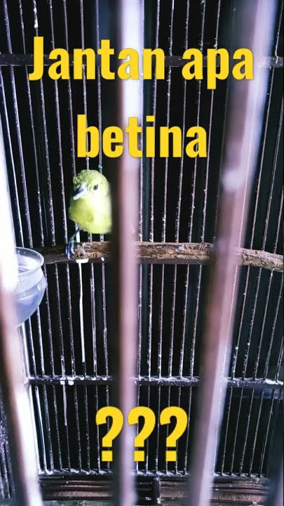 sirtu jantan apa betina??