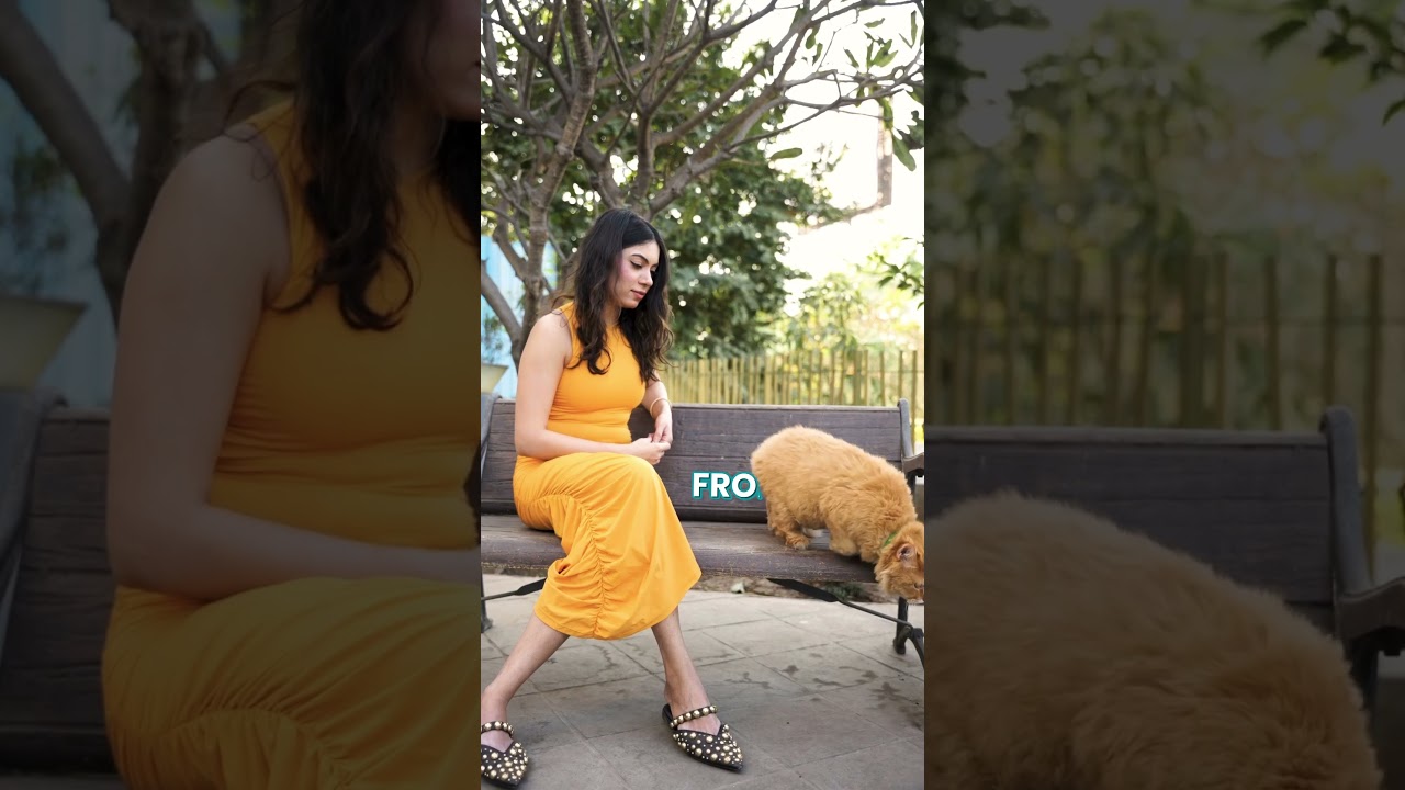 Royal Treatment for Your Feline 👑 | Sensitive Gut & Hairball Control Cat Treats