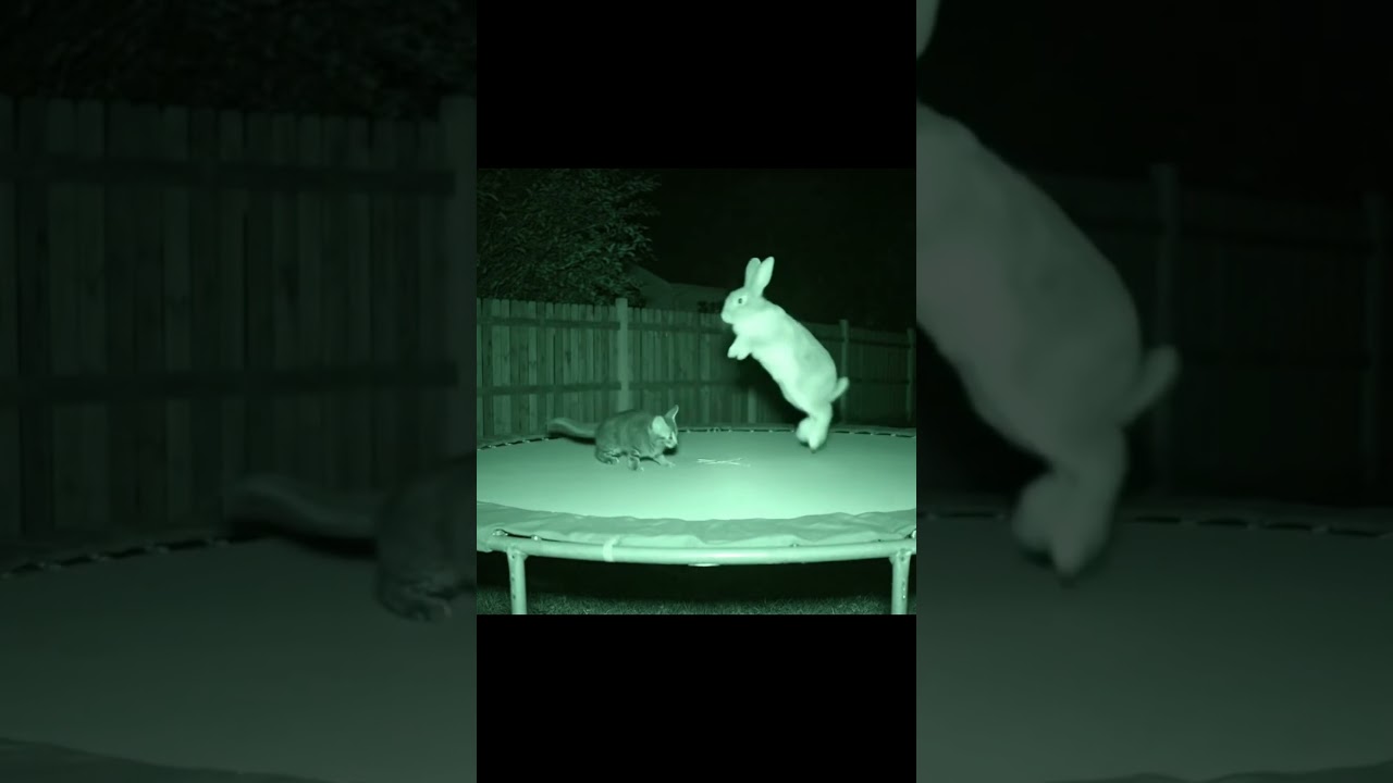 Night Vision Footage – A Kitten and a Rabbit’s Bouncing Time 