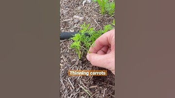 How to thin carrot seedlings #vegetablegarden #gardentips #carrots