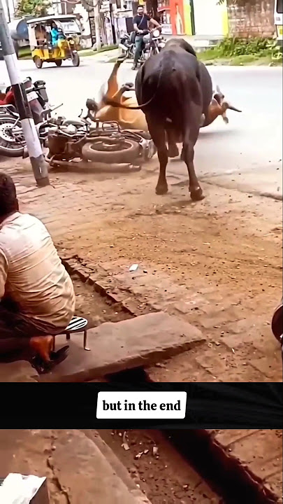 Why do two bulls fight so badly with each other? #short #animals #bull