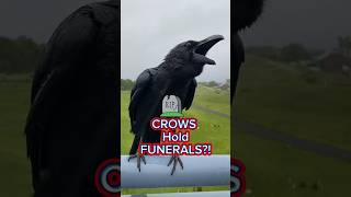 Why Do Crows Hold Funerals? 👀😱 #shorts