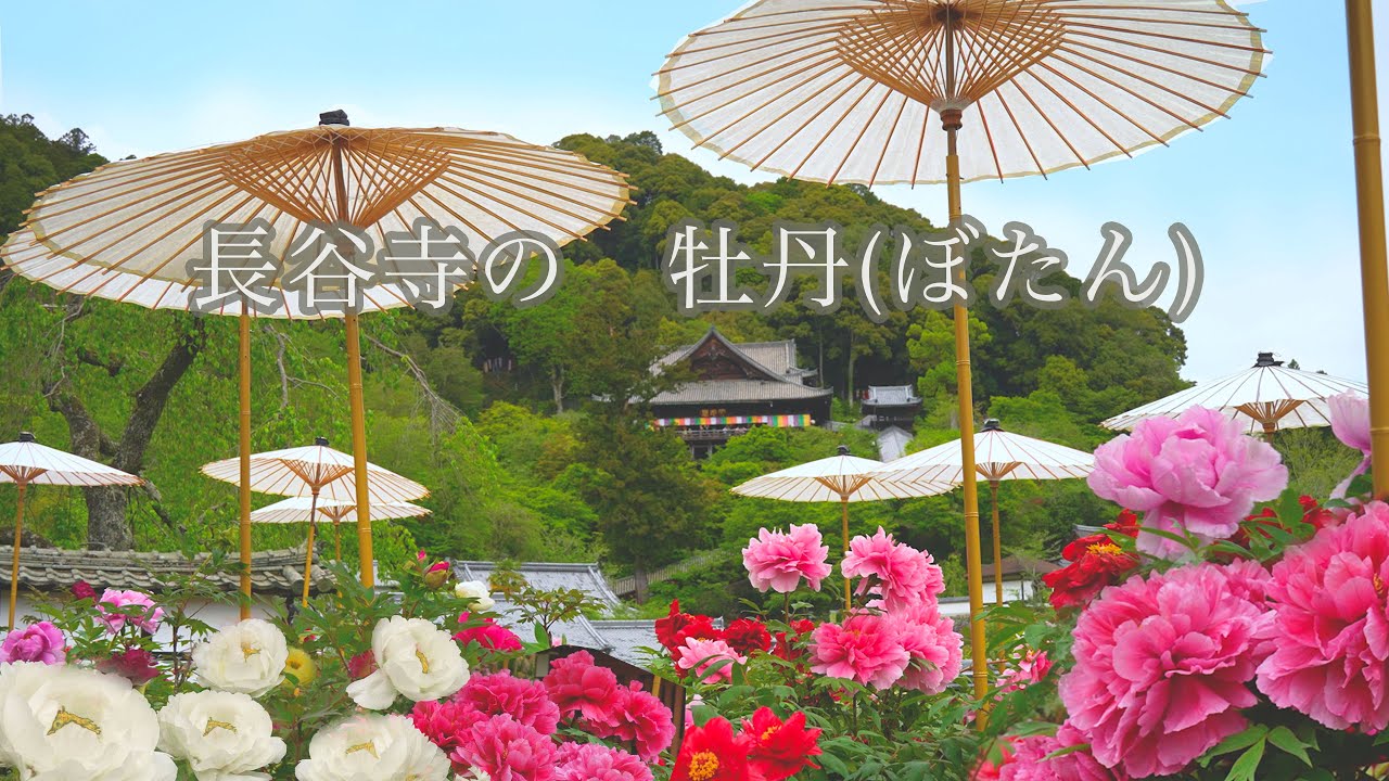【Hasedera-(Temple) Peony  Nara】長谷寺　牡丹　奈良