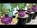 Growing kohlrabi from seed to harvest in container garden