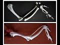 Chicken Wing Bone Articulation Quiz