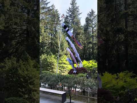 Koinobori At The Portland Japanese Garden