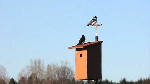A Tree Swallow Pair Defends its Nest Box with Chatter