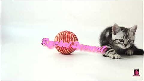 Burn Him Down || Evil Firestar AU part 9 + for Warriorz  Catz 199 (Warning; Blood and Gore)