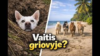Link jūros ! 4 šuniukai ir 2 žmonės ant vieno motorolerio :D, + Vaitulskio avarija