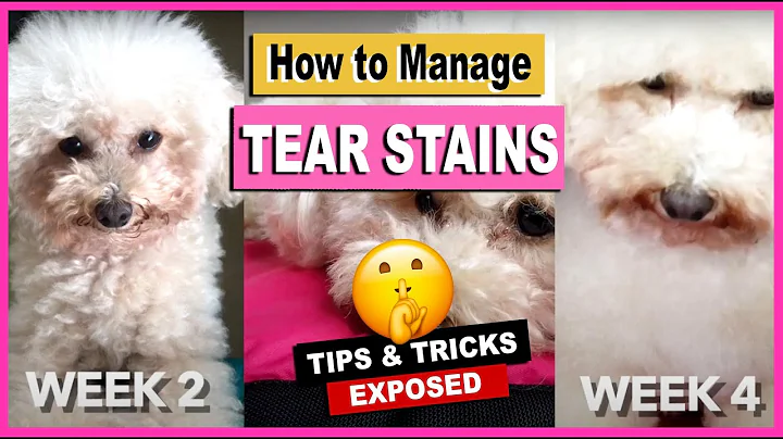 HOW TO REMOVE TEAR STAINING ON MY TOY POODLE DOGS-  Tear Stain Problems | The Poodle Mom - DayDayNews