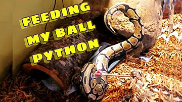 Feeding My Ball Python (Live Feeding) Viewer Discretion is Advised! (Ft. Sosailair)