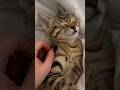 Why Cats Get Hyper at Night? 😼🌙